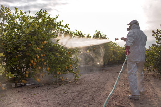 Wasp Removal Services in Durham, CA